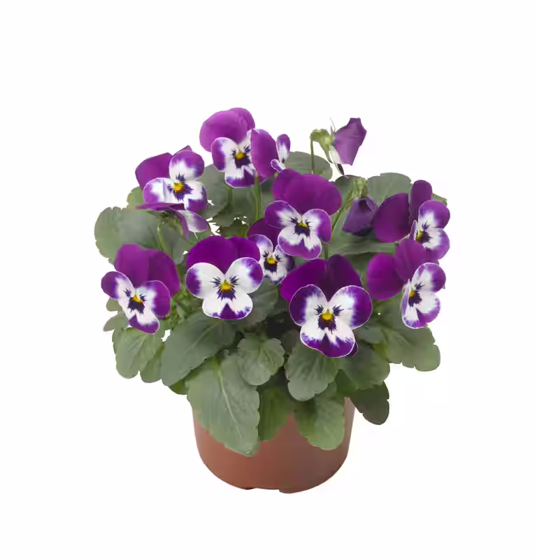 Stemor småblomstret
