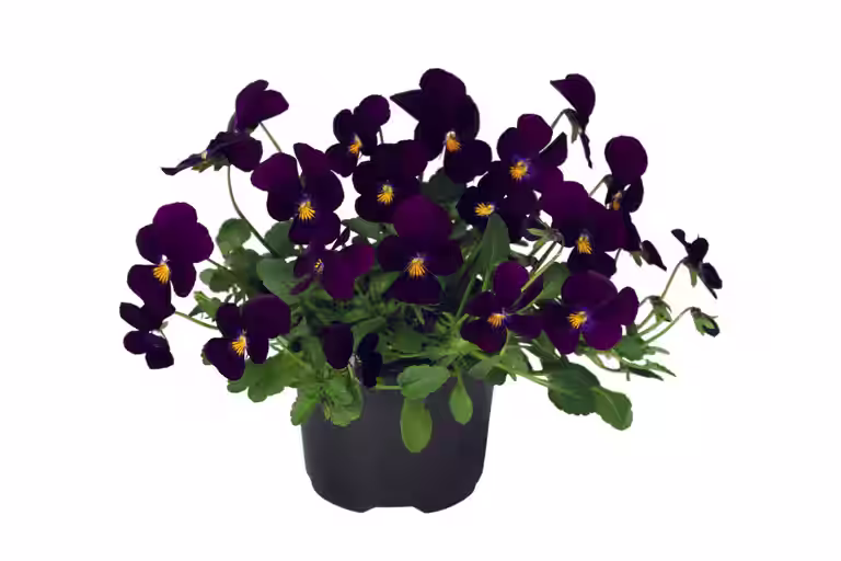 Stemor småblomstret