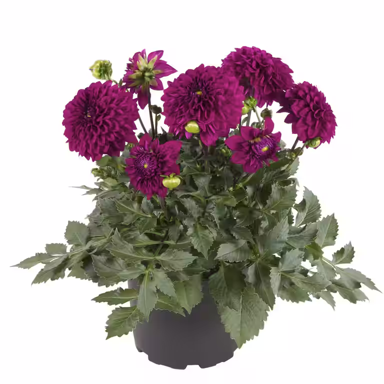 Georgine med fylte blomster