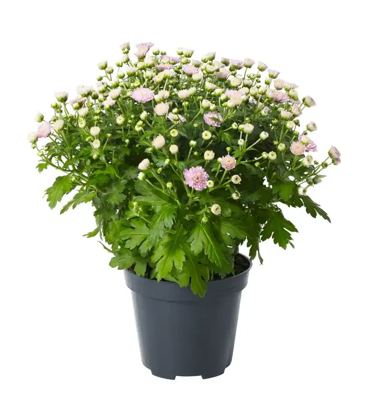 Chr. ind. Pink 12 cm