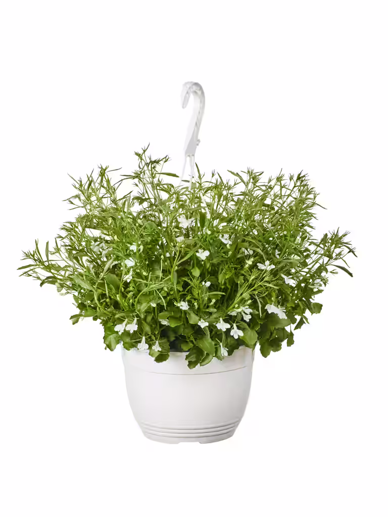 Lobelia i ampel