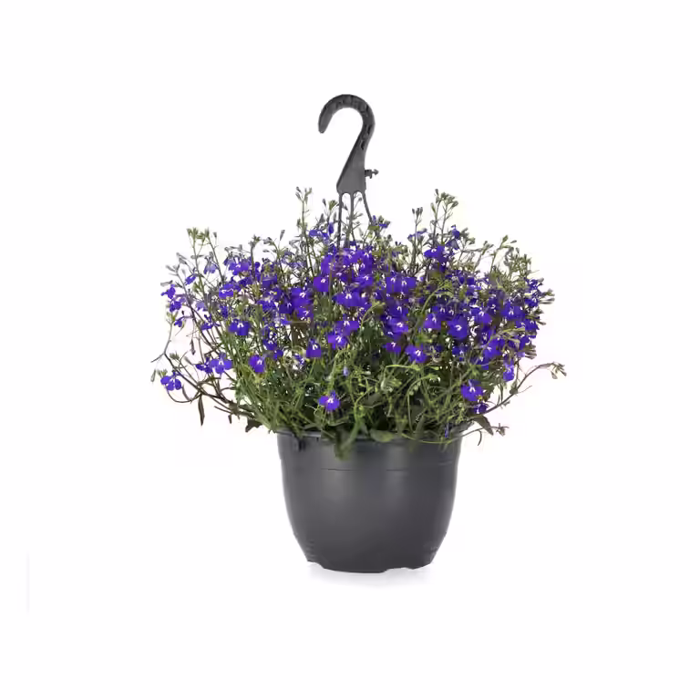 Lobelia i ampel