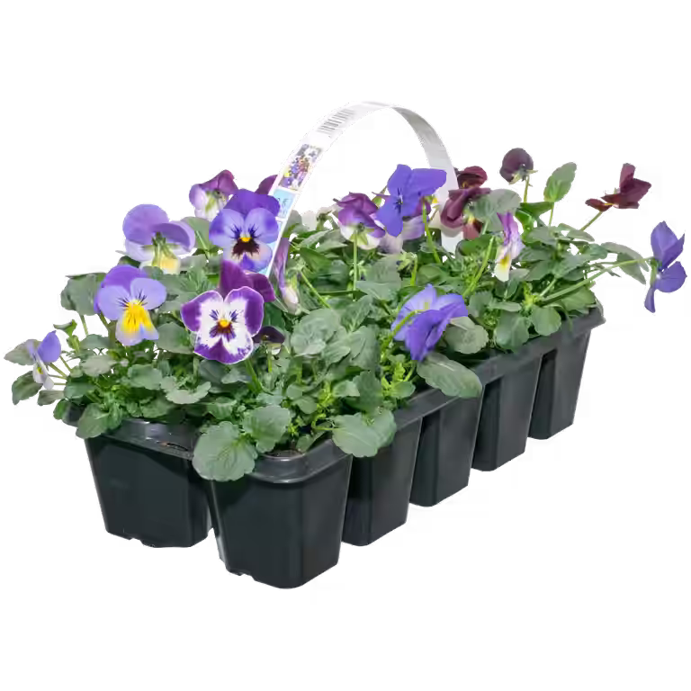Stemor småblomstret