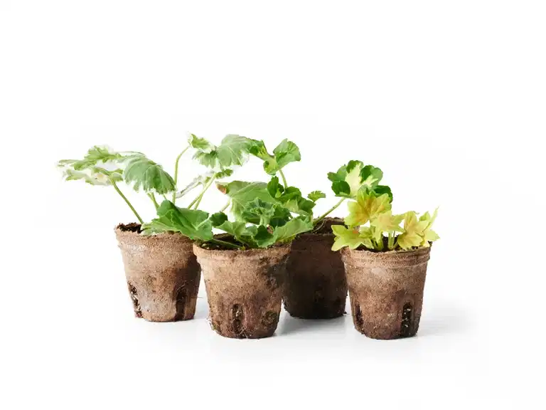 Pelargonia Zonale stikling