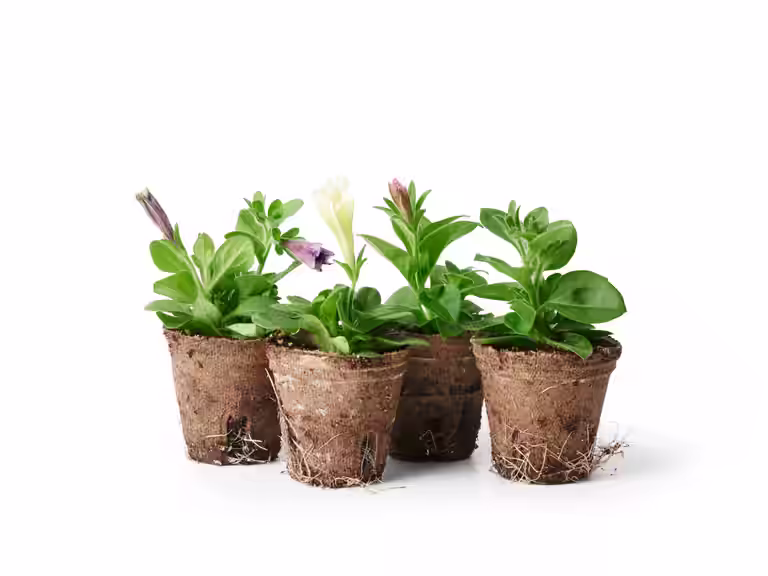 Petunia stikling