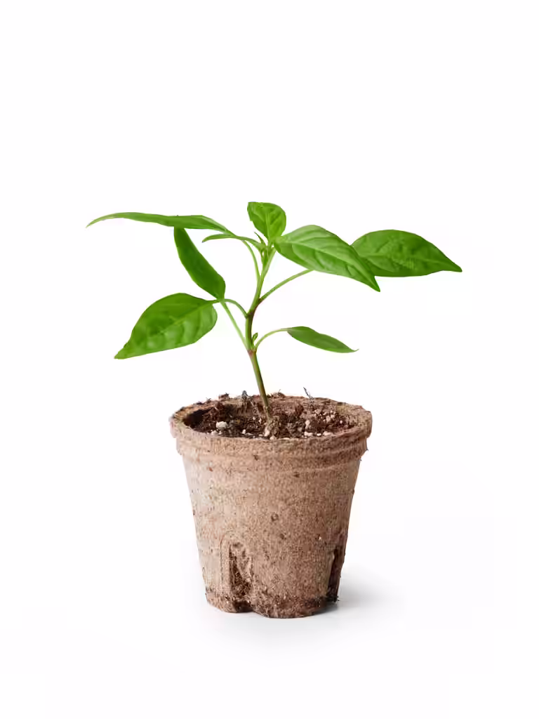 Chili 'Apache'