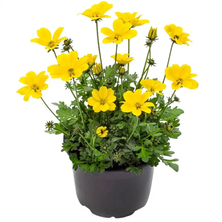 Bidens ‘Golden Empire’ 12 cm