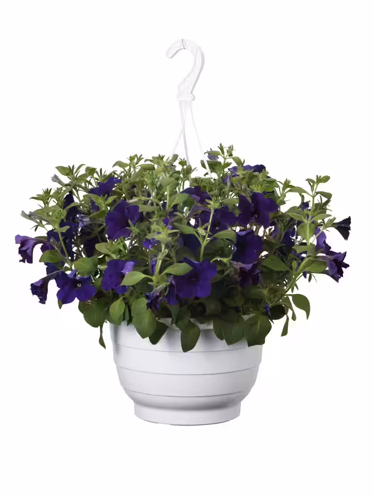 Petunia i ampel