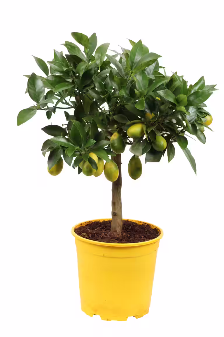 Oppstammet lime
