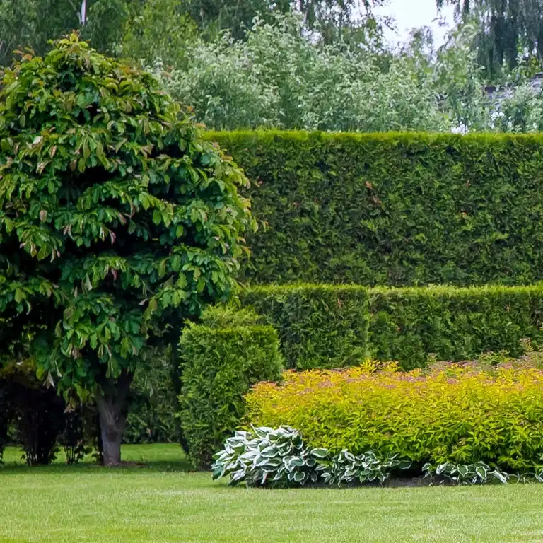 Thuja occ. 'Brabant' 80-100cm 5L