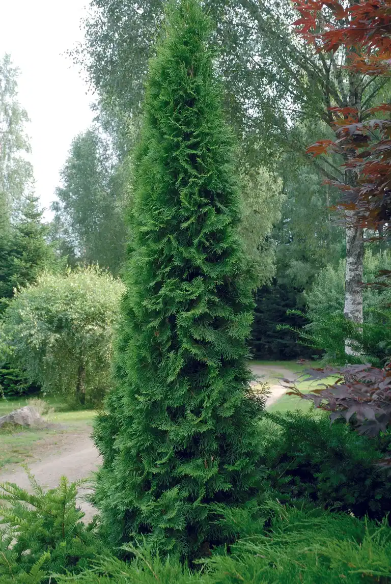 Thuja occ. 'Smaragd' 140-160cm 12L