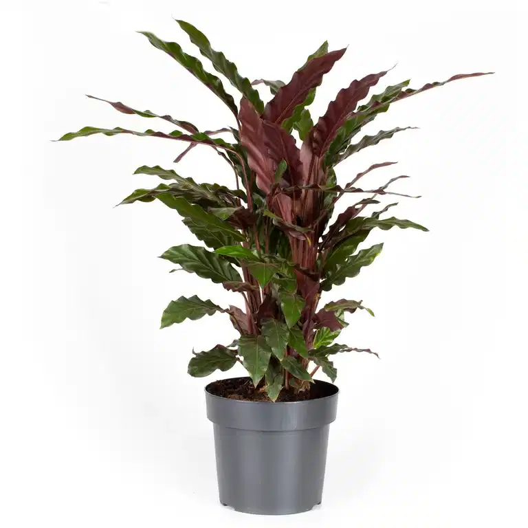 Calathea rufibarba 17 cm