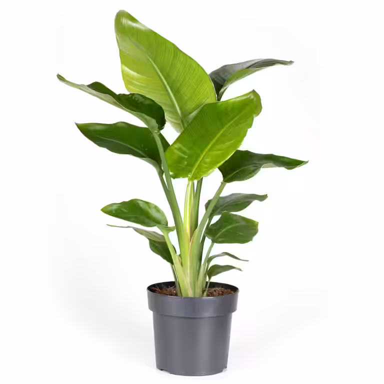 Strelitzia nicolai