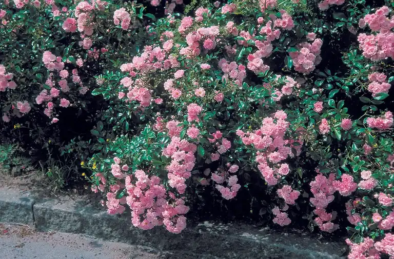 Rosa 'The Fairy' 3L