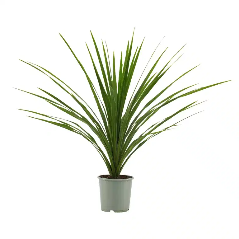 Cordyline a. 'Verde' 17 cm