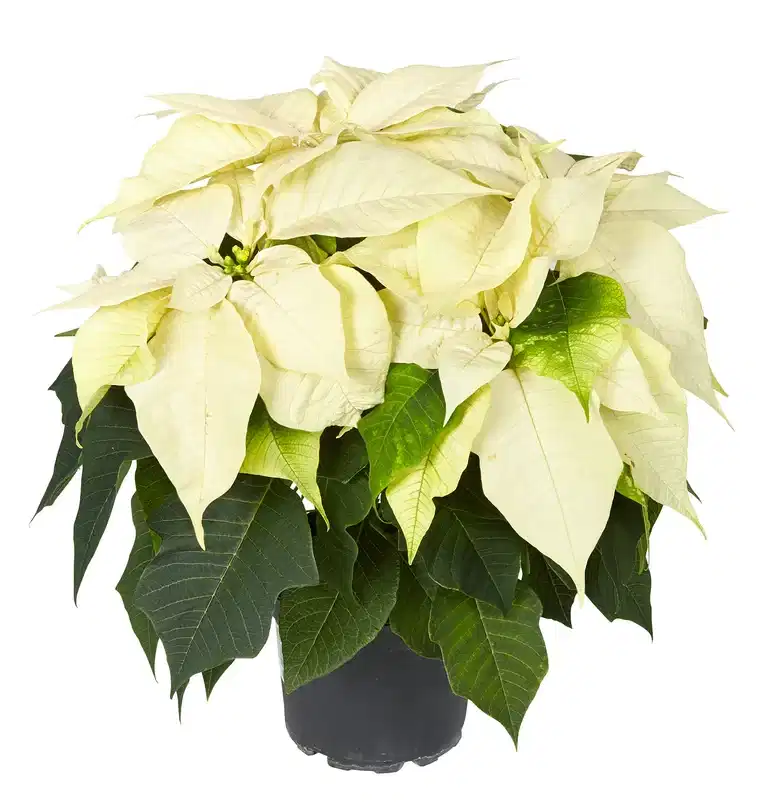 Euphorbia pulch. branched White 15 cm