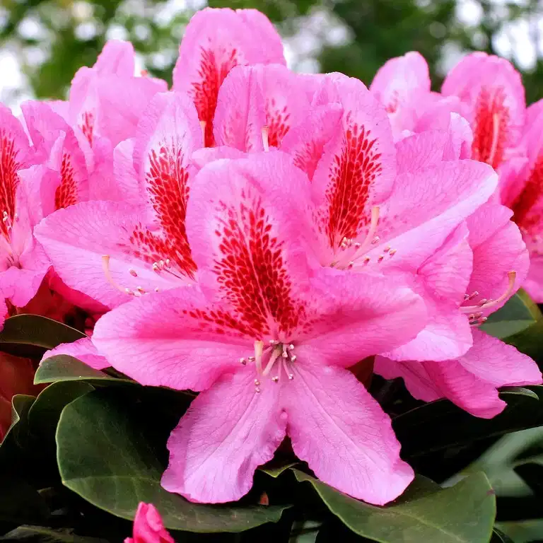 Rhododendron 'Furnivall's Daughter' 23cm