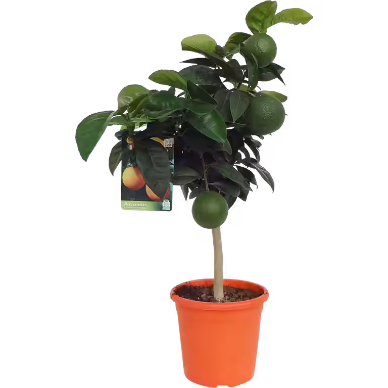 Appelsin