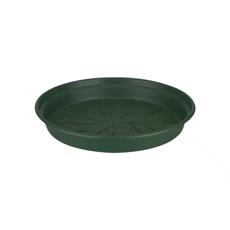 Saucer Green basics 
