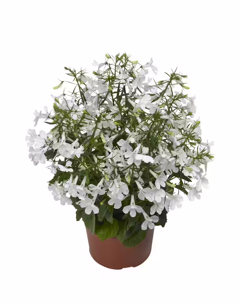 Lobelia