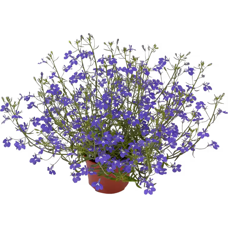Lobelia