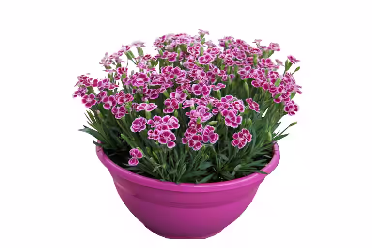 Hagenellik 'Pink Kisses' i skål