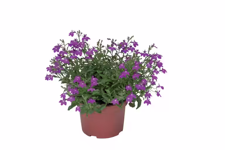Lobelia