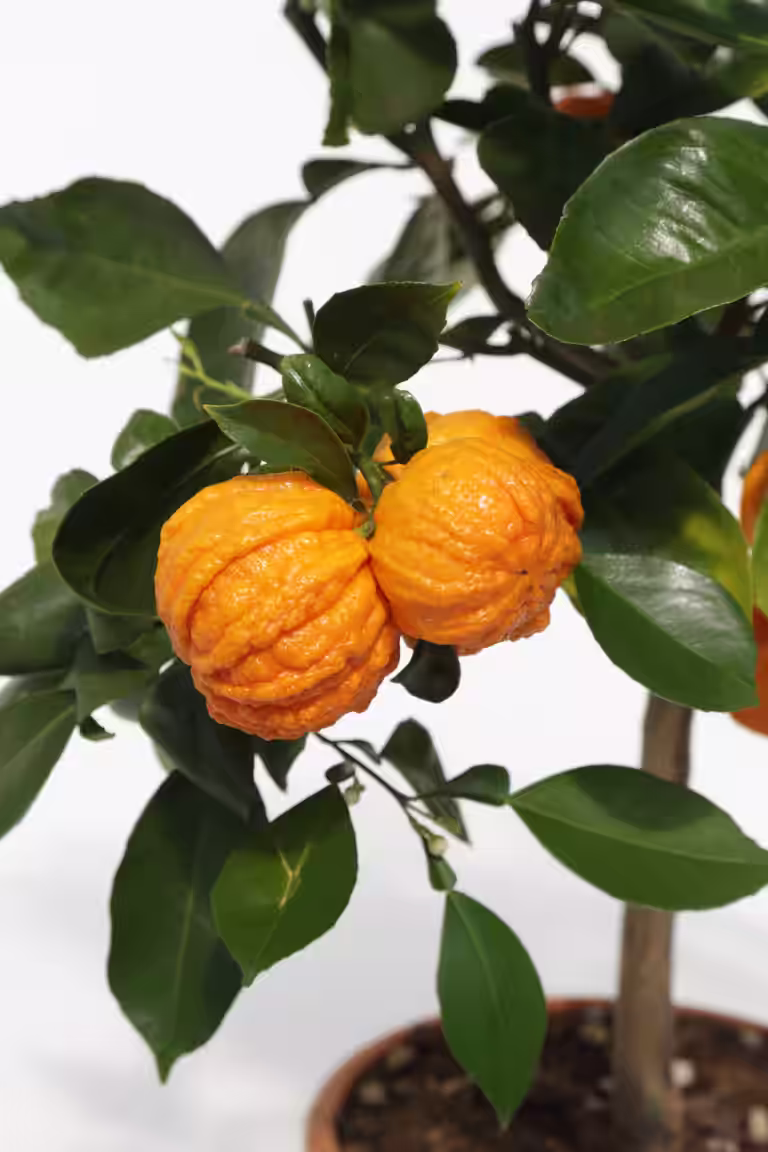 Appelsin 'Corrugata'