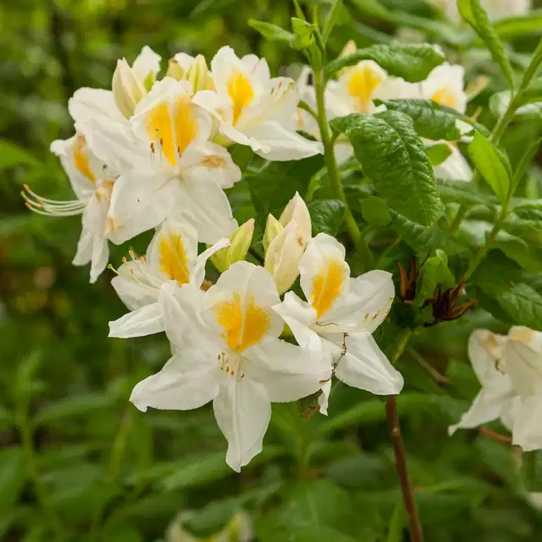 Rhododendron (Knap Hill) 'Persil' 23cm