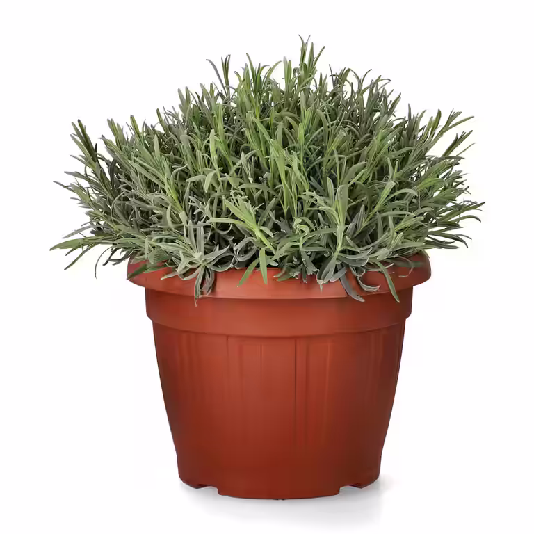 Lavendel