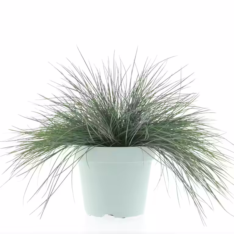 Blåsvingel 'Intense Blue'