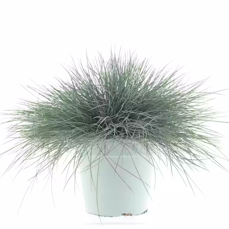 Blåsvingel 'Intense Blue'