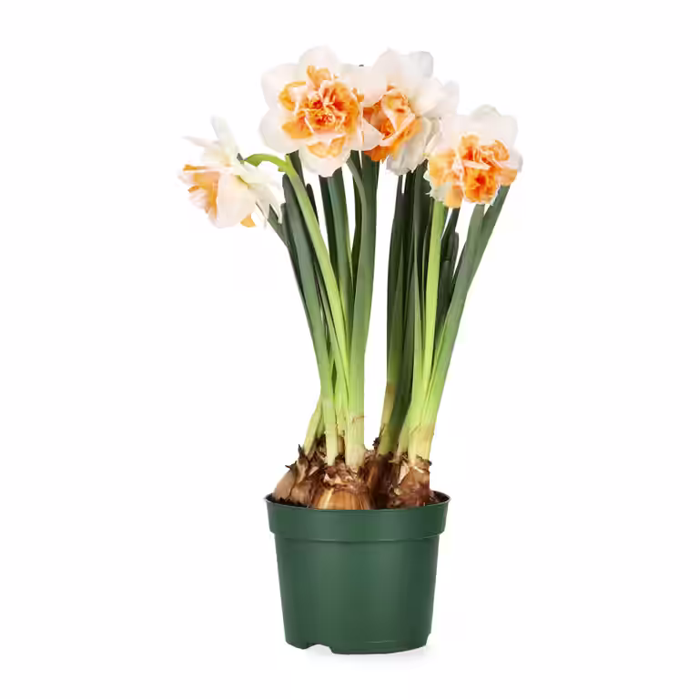 Narciss 'Double Beauty'