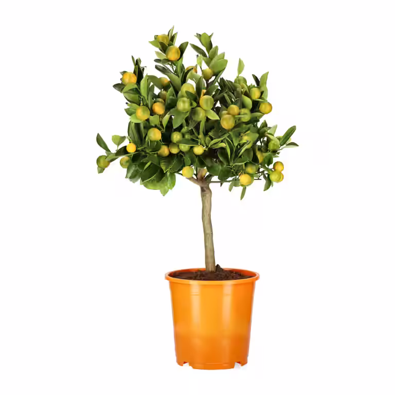 Calamondin på stamme
