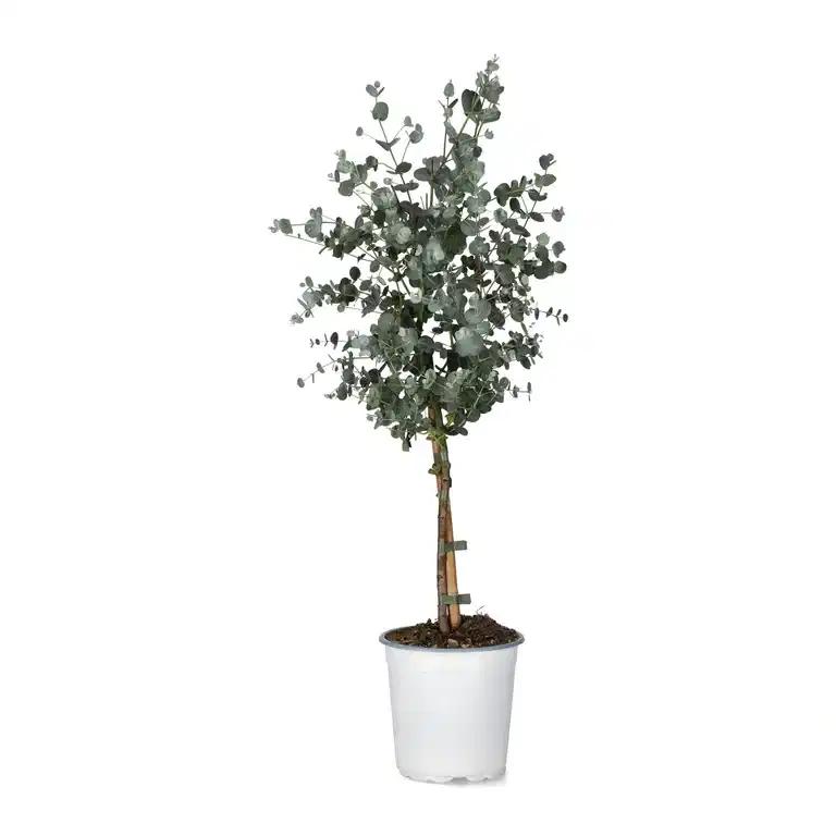 Eucalyptus g. stem 17 cm