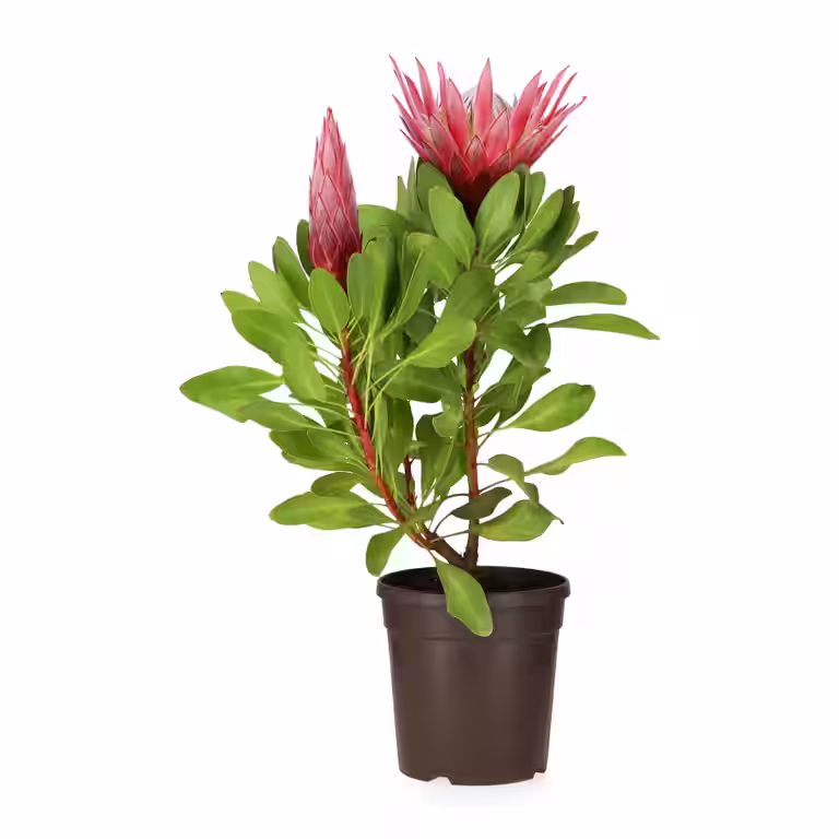 Protea  'Little Prince'