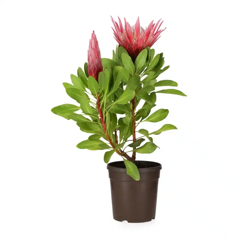 Protea 'Little Prince' 17 cm
