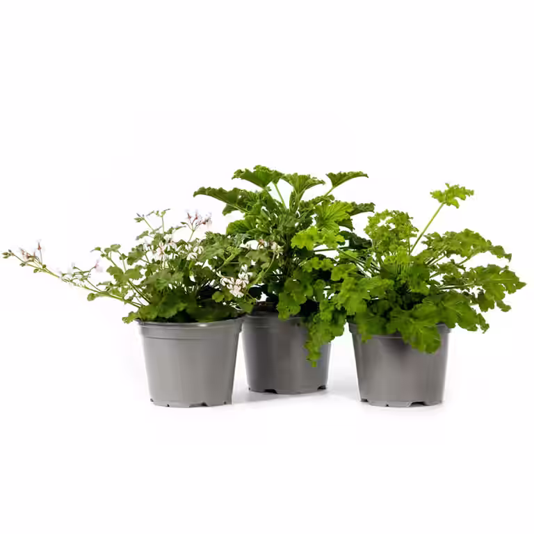 Duftpelargonium