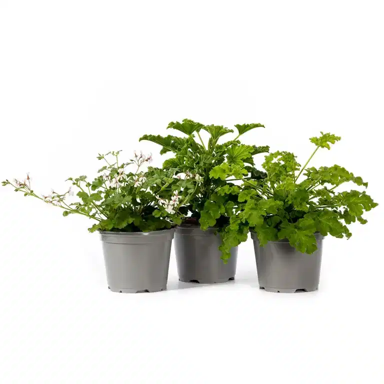 Pel. graveolens duft 12 cm