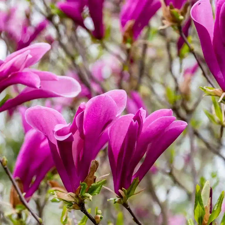 Magnolia 'Susan' Stem 90cm 38CM