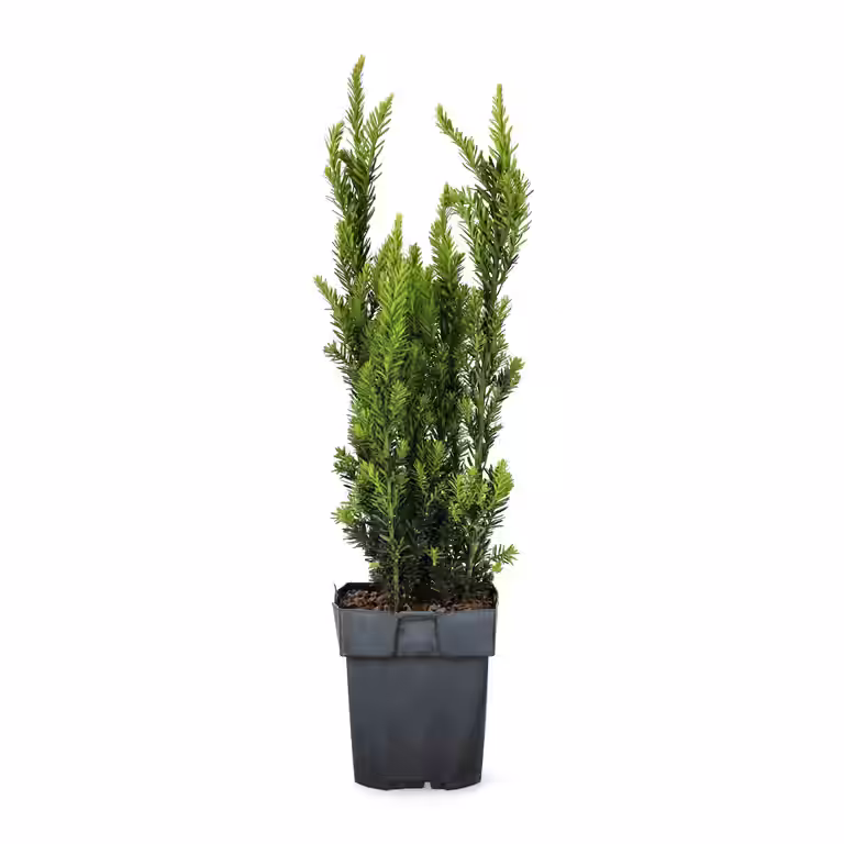 Hybridbarlind 'Hillii'