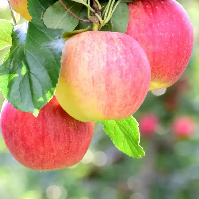 Malus domestica Eplefamilietre 2 sorter 10L