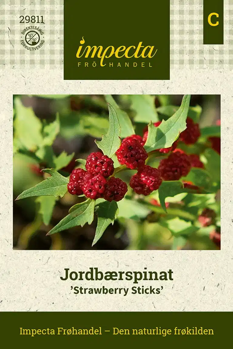 Chenopodium foliosum 'Strawberry Sticks'