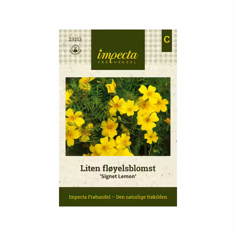 Liten fløyelsblomst 'Signet Lemon'