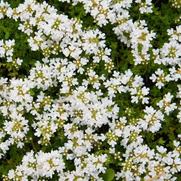 Thymus serpyllum 'Albus' 10,5cm
