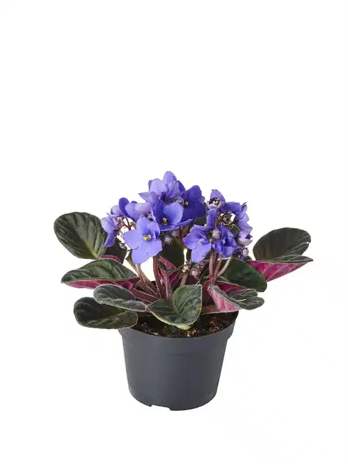 Saintpaulia ionantha Blue 10,5 cm