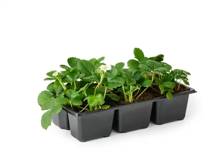 Fragaria x ananassa 'Senga Sengana' 6-pack
