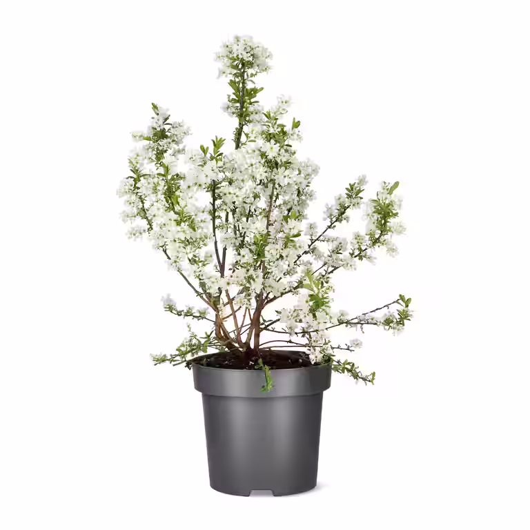 Perlebusk 'Niagara'