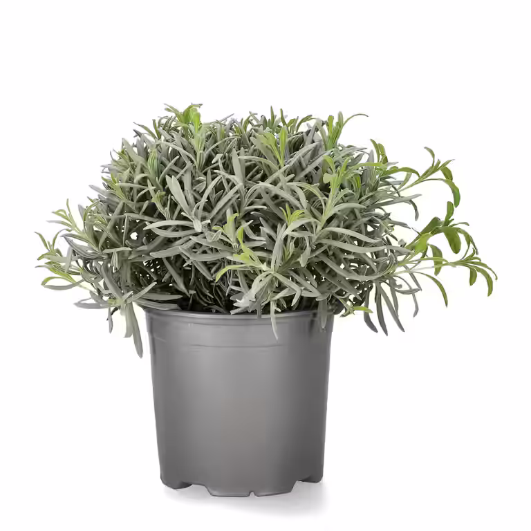 Lavendel
