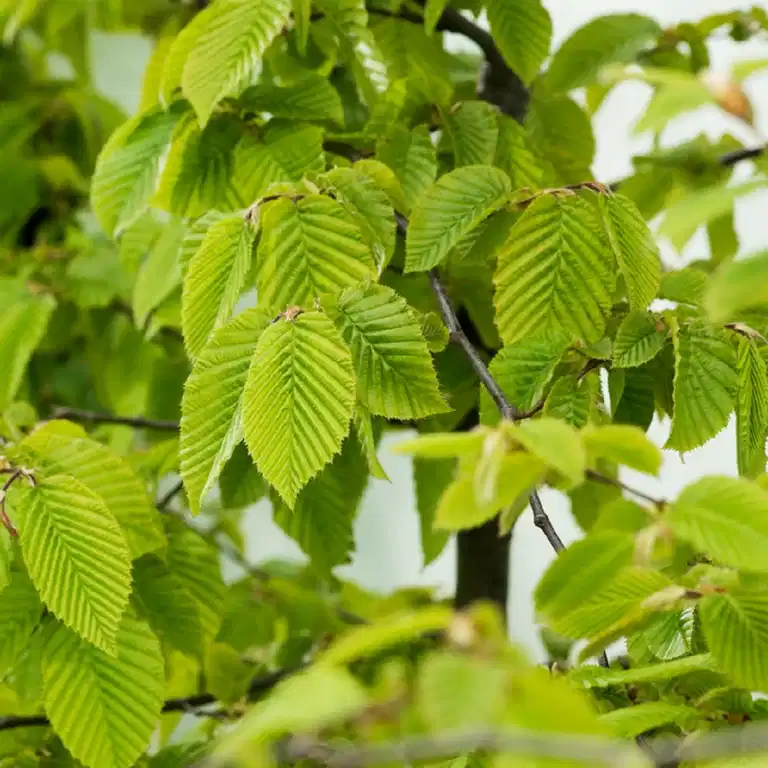 Carpinus betulus 2L